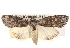  ( - BIOUG18089-B12)  @15 [ ] CreativeCommons - Attribution (2015) CBG Photography Group Centre for Biodiversity Genomics