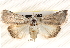  ( - BIOUG18089-D02)  @14 [ ] CreativeCommons - Attribution (2015) CBG Photography Group Centre for Biodiversity Genomics