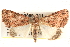  ( - BIOUG18089-D11)  @15 [ ] CreativeCommons - Attribution (2015) CBG Photography Group Centre for Biodiversity Genomics