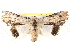  (Lyncestis phaeocrossa - BIOUG18089-E05)  @14 [ ] CreativeCommons - Attribution (2015) CBG Photography Group Centre for Biodiversity Genomics