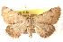  ( - BIOUG18089-F12)  @14 [ ] CreativeCommons - Attribution (2015) CBG Photography Group Centre for Biodiversity Genomics