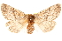  ( - BIOUG18089-G04)  @12 [ ] CreativeCommons - Attribution (2015) CBG Photography Group Centre for Biodiversity Genomics