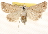  ( - BIOUG18346-D04)  @14 [ ] CreativeCommons - Attribution (2015) CBG Photography Group Centre for Biodiversity Genomics