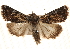  ( - BIOUG18346-E03)  @14 [ ] CreativeCommons - Attribution (2015) CBG Photography Group Centre for Biodiversity Genomics