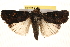  (Proteuxoa cinereicollis - BIOUG18346-G07)  @14 [ ] CreativeCommons - Attribution (2015) CBG Photography Group Centre for Biodiversity Genomics