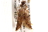  ( - BIOUG18347-A02)  @12 [ ] CreativeCommons - Attribution (2015) CBG Photography Group Centre for Biodiversity Genomics