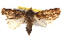 ( - BIOUG18347-B06)  @14 [ ] CreativeCommons - Attribution (2015) CBG Photography Group Centre for Biodiversity Genomics