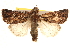  ( - BIOUG18347-B10)  @14 [ ] CreativeCommons - Attribution (2015) CBG Photography Group Centre for Biodiversity Genomics