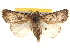  ( - BIOUG18347-B12)  @14 [ ] CreativeCommons - Attribution (2015) CBG Photography Group Centre for Biodiversity Genomics
