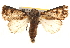  ( - BIOUG18347-C01)  @13 [ ] CreativeCommons - Attribution (2015) CBG Photography Group Centre for Biodiversity Genomics