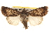  ( - BIOUG18347-C09)  @14 [ ] CreativeCommons - Attribution (2015) CBG Photography Group Centre for Biodiversity Genomics