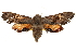  ( - BIOUG18347-D05)  @14 [ ] CreativeCommons - Attribution (2015) CBG Photography Group Centre for Biodiversity Genomics