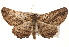  ( - BIOUG18347-E04)  @13 [ ] CreativeCommons - Attribution (2015) CBG Photography Group Centre for Biodiversity Genomics
