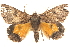  ( - BIOUG18347-F05)  @13 [ ] CreativeCommons - Attribution (2015) CBG Photography Group Centre for Biodiversity Genomics