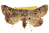  ( - BIOUG18347-F09)  @15 [ ] CreativeCommons - Attribution (2015) CBG Photography Group Centre for Biodiversity Genomics