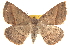  (Ecphyas holopsara - BIOUG18347-H10)  @15 [ ] CreativeCommons - Attribution (2015) CBG Photography Group Centre for Biodiversity Genomics