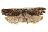  ( - BIOUG18348-C06)  @12 [ ] CreativeCommons - Attribution (2015) CBG Photography Group Centre for Biodiversity Genomics
