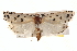  ( - BIOUG18348-C07)  @13 [ ] CreativeCommons - Attribution (2015) CBG Photography Group Centre for Biodiversity Genomics