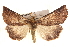  ( - BIOUG18348-C12)  @13 [ ] CreativeCommons - Attribution (2015) CBG Photography Group Centre for Biodiversity Genomics