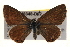  (Nacaduba biocellata - BIOUG18348-D02)  @15 [ ] CreativeCommons - Attribution (2015) CBG Photography Group Centre for Biodiversity Genomics