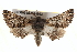  ( - BIOUG18348-D03)  @14 [ ] CreativeCommons - Attribution (2015) CBG Photography Group Centre for Biodiversity Genomics