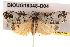 ( - BIOUG18348-D04)  @13 [ ] CreativeCommons - Attribution (2015) CBG Photography Group Centre for Biodiversity Genomics