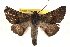  ( - BIOUG18348-D10)  @14 [ ] CreativeCommons - Attribution (2015) CBG Photography Group Centre for Biodiversity Genomics