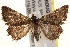  ( - BIOUG18348-E02)  @13 [ ] CreativeCommons - Attribution (2015) CBG Photography Group Centre for Biodiversity Genomics