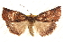  ( - BIOUG18348-E10)  @13 [ ] CreativeCommons - Attribution (2015) CBG Photography Group Centre for Biodiversity Genomics