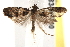  ( - BIOUG18348-F10)  @12 [ ] CreativeCommons - Attribution (2015) CBG Photography Group Centre for Biodiversity Genomics