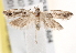  (Holocola sp. ANIC47 - BIOUG18349-A04)  @13 [ ] CreativeCommons - Attribution (2015) CBG Photography Group Centre for Biodiversity Genomics