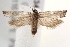  ( - BIOUG18349-A09)  @13 [ ] CreativeCommons - Attribution (2015) CBG Photography Group Centre for Biodiversity Genomics