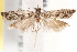  ( - BIOUG18349-B06)  @13 [ ] CreativeCommons - Attribution (2015) CBG Photography Group Centre for Biodiversity Genomics