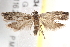  (Holocola sp. ANIC40 - BIOUG18349-C11)  @14 [ ] CreativeCommons - Attribution (2015) CBG Photography Group Centre for Biodiversity Genomics