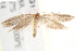  ( - BIOUG18349-D01)  @12 [ ] CreativeCommons - Attribution (2015) CBG Photography Group Centre for Biodiversity Genomics