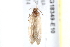  ( - BIOUG18349-E10)  @13 [ ] CreativeCommons - Attribution (2015) CBG Photography Group Centre for Biodiversity Genomics