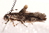  ( - BIOUG18349-F10)  @12 [ ] CreativeCommons - Attribution (2015) CBG Photography Group Centre for Biodiversity Genomics