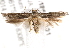  ( - BIOUG18610-A01)  @14 [ ] CreativeCommons - Attribution (2015) CBG Photography Group Centre for Biodiversity Genomics