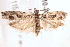  ( - BIOUG18610-A03)  @13 [ ] CreativeCommons - Attribution (2015) CBG Photography Group Centre for Biodiversity Genomics