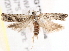  ( - BIOUG18610-A09)  @14 [ ] CreativeCommons - Attribution (2015) CBG Photography Group Centre for Biodiversity Genomics