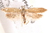  ( - BIOUG18610-A10)  @13 [ ] CreativeCommons - Attribution (2015) CBG Photography Group Centre for Biodiversity Genomics