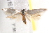  ( - BIOUG18610-A11)  @12 [ ] CreativeCommons - Attribution (2015) CBG Photography Group Centre for Biodiversity Genomics