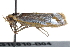  ( - BIOUG18610-B04)  @13 [ ] CreativeCommons - Attribution (2015) CBG Photography Group Centre for Biodiversity Genomics