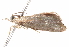  ( - BIOUG18610-C02)  @12 [ ] CreativeCommons - Attribution (2015) CBG Photography Group Centre for Biodiversity Genomics