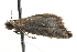  ( - BIOUG18610-E06)  @12 [ ] CreativeCommons - Attribution (2015) CBG Photography Group Centre for Biodiversity Genomics