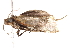  ( - BIOUG18610-F03)  @13 [ ] CreativeCommons - Attribution (2015) CBG Photography Group Centre for Biodiversity Genomics