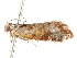  ( - BIOUG18610-G01)  @12 [ ] CreativeCommons - Attribution (2015) CBG Photography Group Centre for Biodiversity Genomics