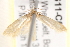  ( - BIOUG18611-C07)  @12 [ ] CreativeCommons - Attribution (2015) CBG Photography Group Centre for Biodiversity Genomics