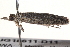  ( - BIOUG18611-D11)  @13 [ ] CreativeCommons - Attribution (2015) CBG Photography Group Centre for Biodiversity Genomics