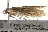  ( - BIOUG18612-E04)  @12 [ ] CreativeCommons - Attribution (2015) CBG Photography Group Centre for Biodiversity Genomics